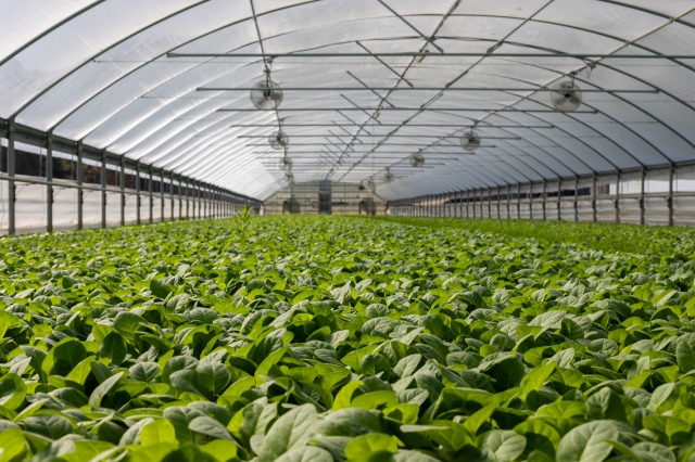 Sistemi integrati per l’agricoltura indoor